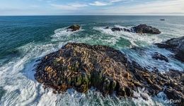 Kozlov’s stone. Steller sea lions rookery