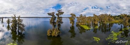 Cypress lake in Louisiana Cypress lake in Louisiana