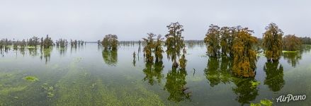 Foggy day on the lake in Louisiana Foggy day on the lake in Louisiana