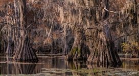 Big bald cypresses Big bald cypresses