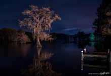 Bald cypress at night