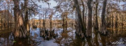 On a Texas pond