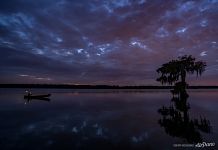 On bald cypress lake at night