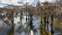 Cypress grove in Texas