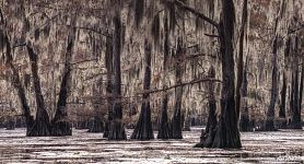 Bald cypresses