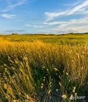 Beskain natural landmark. Feather grass