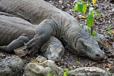Couple of komodo dragons Couple of komodo dragons