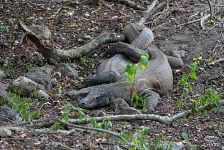 Komodo dragon mating Komodo dragon mating