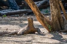 Komodo dragon