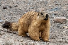 Marmot