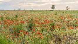 Poppies