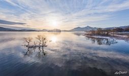 Trees of Hibara Lake