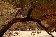 Camels in Guelta d’Archei