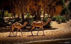 Oasis in the mountains of Ennedy. Camels Oasis in the mountains of Ennedy. Camels