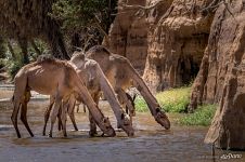 Oasis in the mountains of Ennedy. Camels