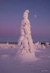 Lonely spruce tree. Riisitunturi National Park