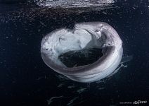 Whale shark