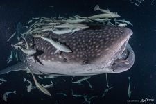 Whale shark