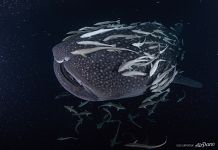 Whale shark