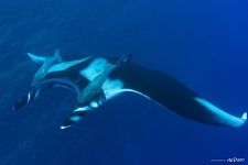 Giant oceanic manta ray Giant oceanic manta ray