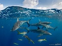 Inhabitants of the Caribbean sea Inhabitants of the Caribbean sea