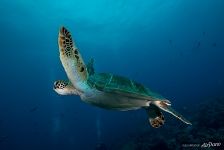 Hawksbill sea turtle