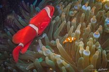 Clownfishes