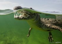 Crocodile