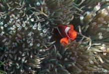 Clownfish Clownfish