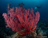Corals Corals