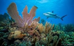 Shark Shark
