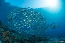 School of hungry fish School of hungry fish