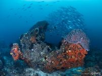 Fishes on a coral reef