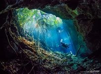 Underwater mangrove forest, cave Underwater mangrove forest, cave