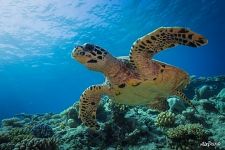 Hawksbill sea turtle