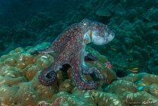 Octopus Octopus