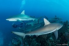 Sharks. Gardens of the Queen, Cuba Sharks. Gardens of the Queen, Cuba