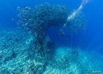 Caranx fishes. Tubbataha Reef, Philippines Caranx fishes. Tubbataha Reef, Philippines