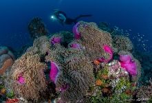 Sea anemones and fishes Sea anemones and fishes