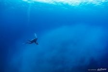 Diving Diving