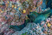 Moray eels and starfish
