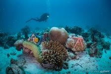 Starfishes, corals Starfishes, corals