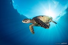 Hawksbill sea turtle