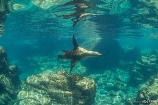 Sea lion. Sea of Cortez, Los Islotes Island Sea lion. Sea of Cortez, Los Islotes Island