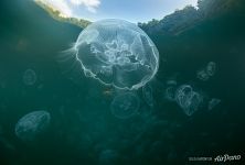 Jellyfish Bay, Raja Ampat, Indonesia