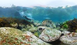 Larga seals in the waters of the Sea of Japan