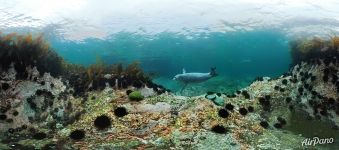 In the waters of the Sea of Japan