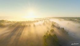 Sunbeams over foggy forest