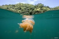 Split with jellyfish