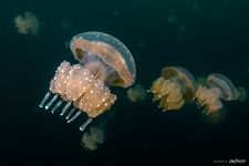 Golden jellyfishes